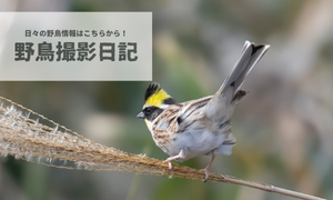 野鳥撮影日記