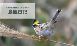 鳥観日記