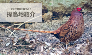探鳥地紹介