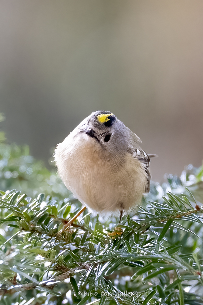 キクイタダキの写真