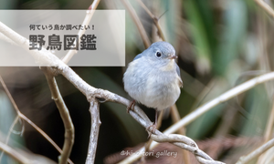 野鳥図鑑