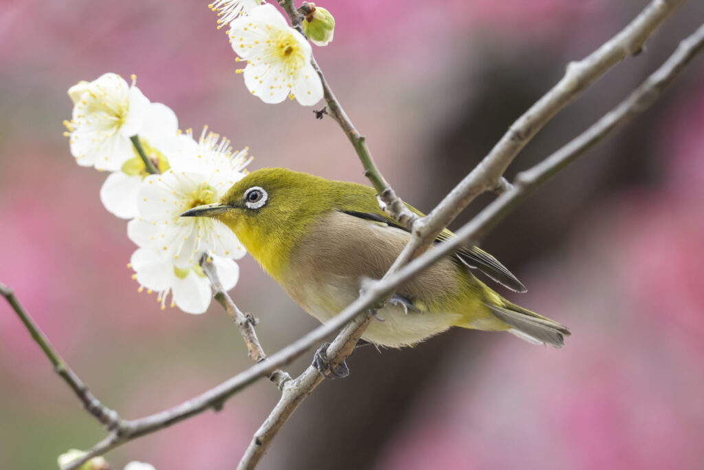 メジロと梅の花の写真