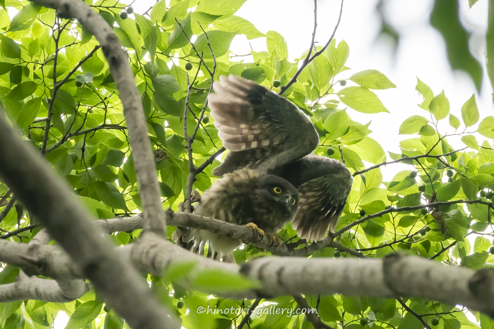 エンジェルポーズをするアオバズクの画像